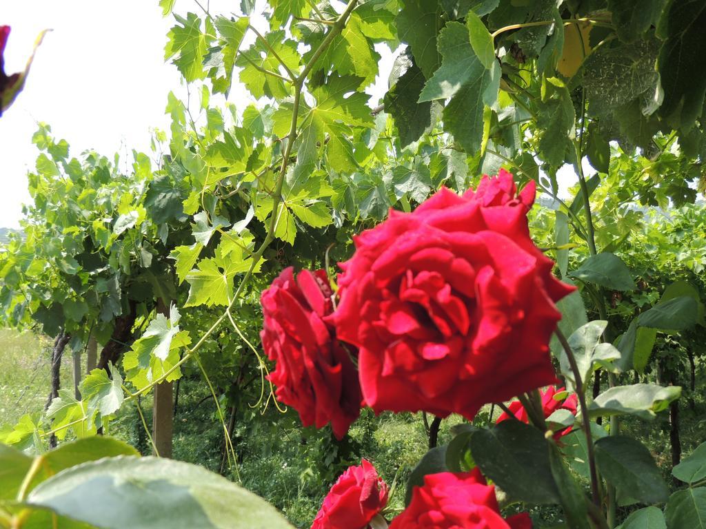 B&B Villa Monteleone SantʼAmbrogio di Valpolicella Dış mekan fotoğraf